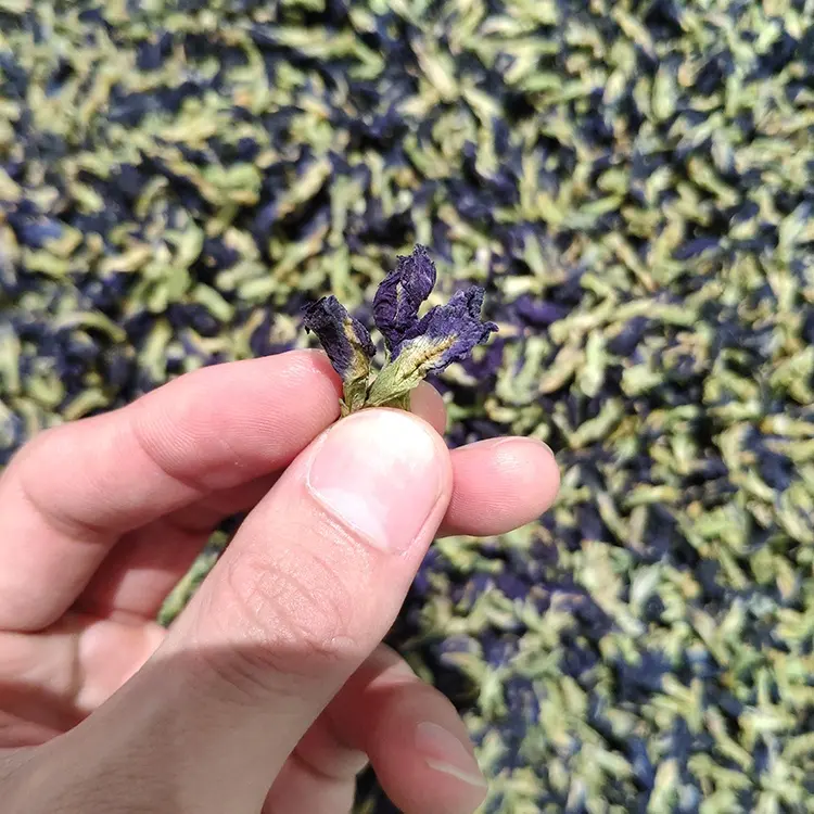 कार्बनिक तितली मटर चाय कार्बनिक प्रमाणित प्रीमियम हर्बल जैविक चाय थोक थाईलैंड से तितली मटर फूल