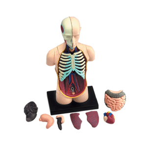 <strong>Human</strong> Anatomy Torso Model Assembly Model of <strong>Human</strong> Anatomy - Product Image 6