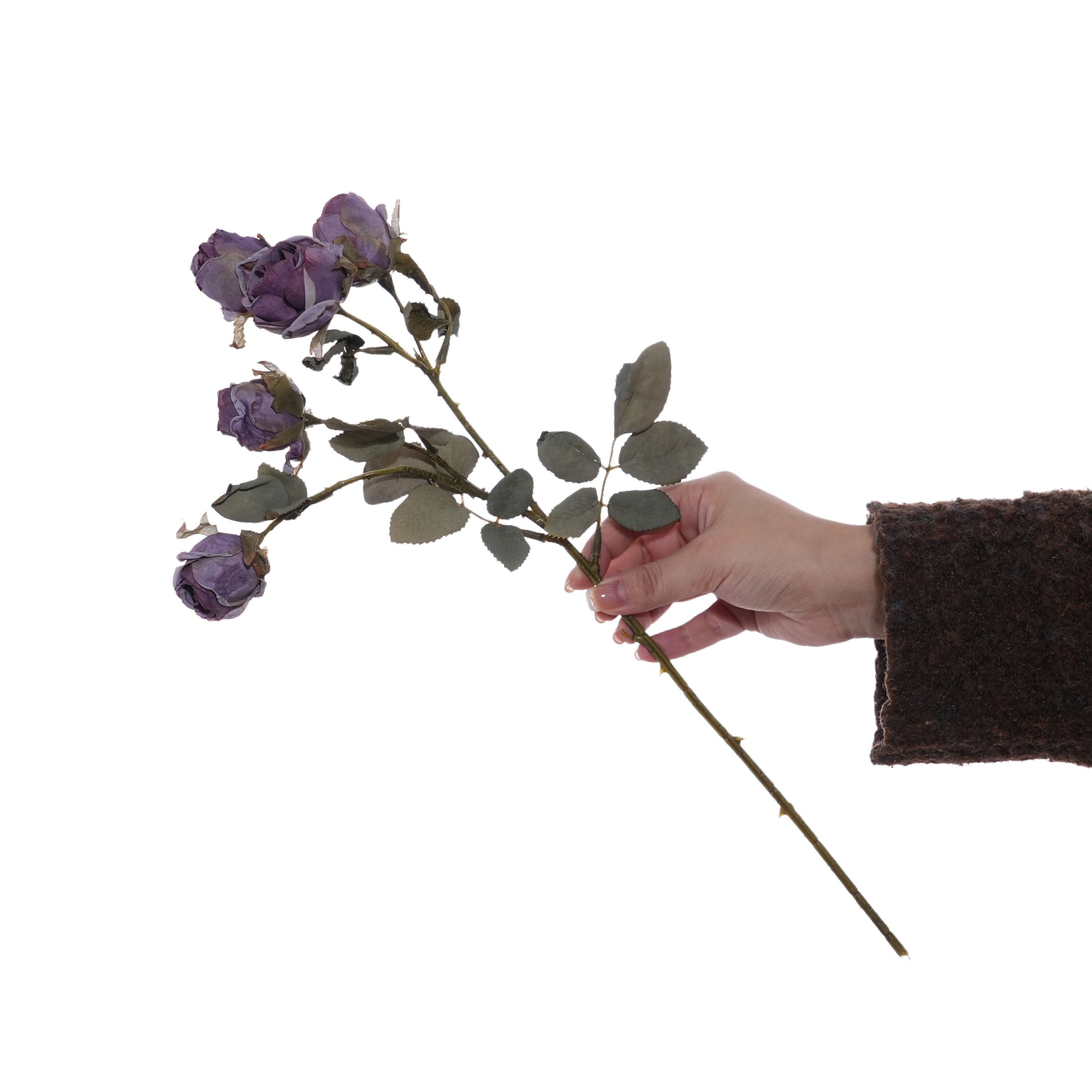 Viola