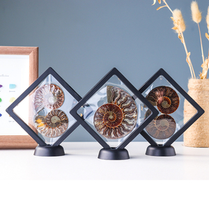 Decoración curativa, conchas divididas, conchas de amonita, fósil en rodajas - Product Image 4