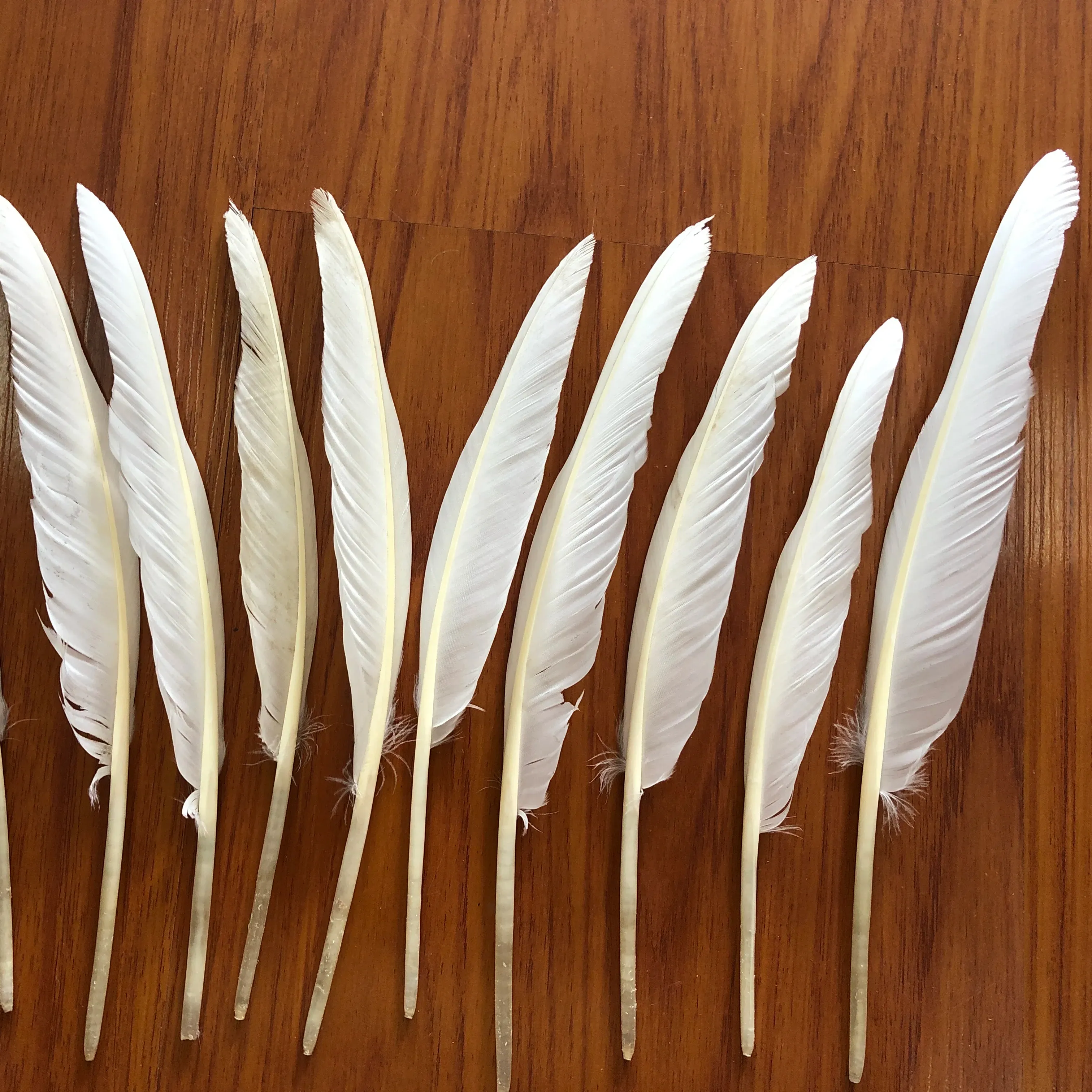 Dyed real natural customized color 12-14 inch White Goose Pointers Feather goose feathers for party decoration