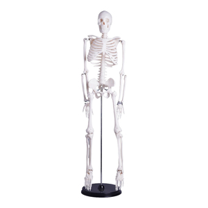 85cm Plastic <strong>Human</strong> Bones Skeleton - Product Image 3