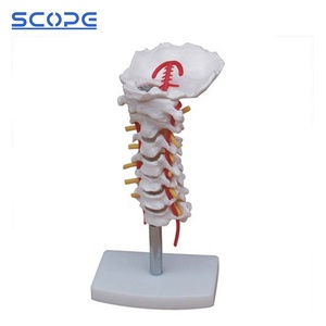Human Cervical Carotid Artery Model Posterior Occipital Bone Cervical Spine Intervertebral Disc <strong>Nerve</strong> Skeleton Model - Product Image 2