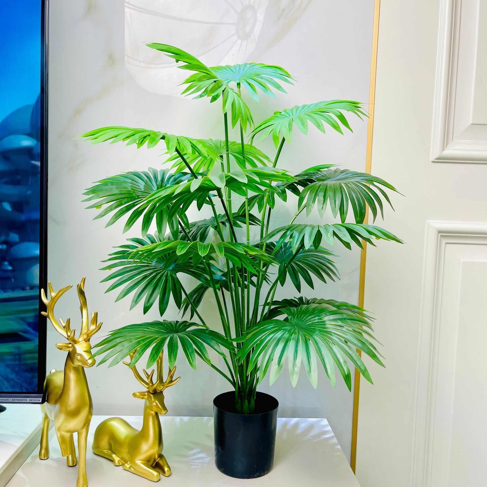 Chinese fan palm