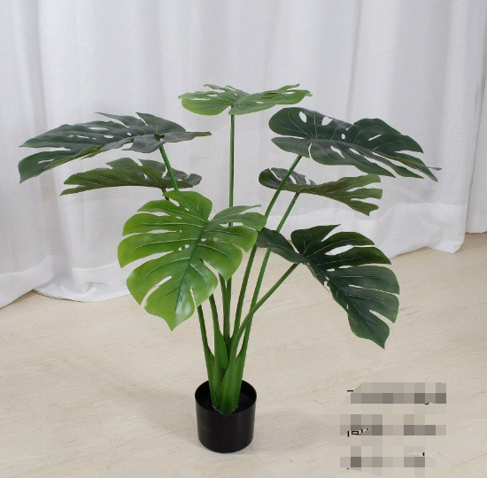 Monstera deliciosa verde gruesa de 80 cm