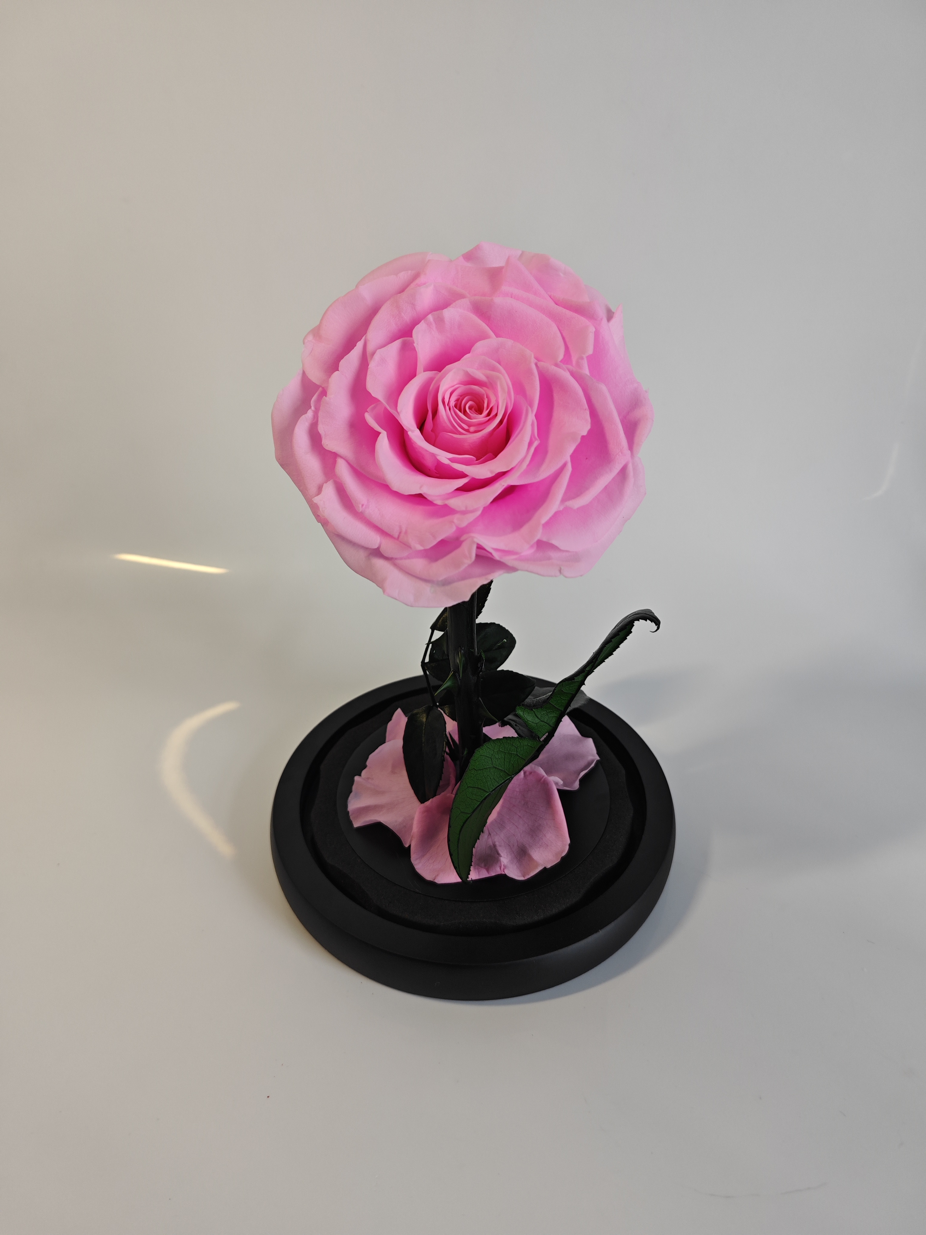 Rosa brillante