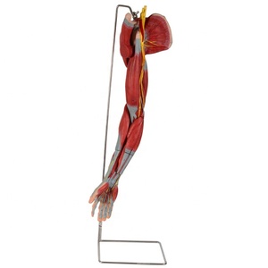Genel doktor İnsan kasları anatomik kol modeli ana damarlar ve sinirler ile - Product Image 1
