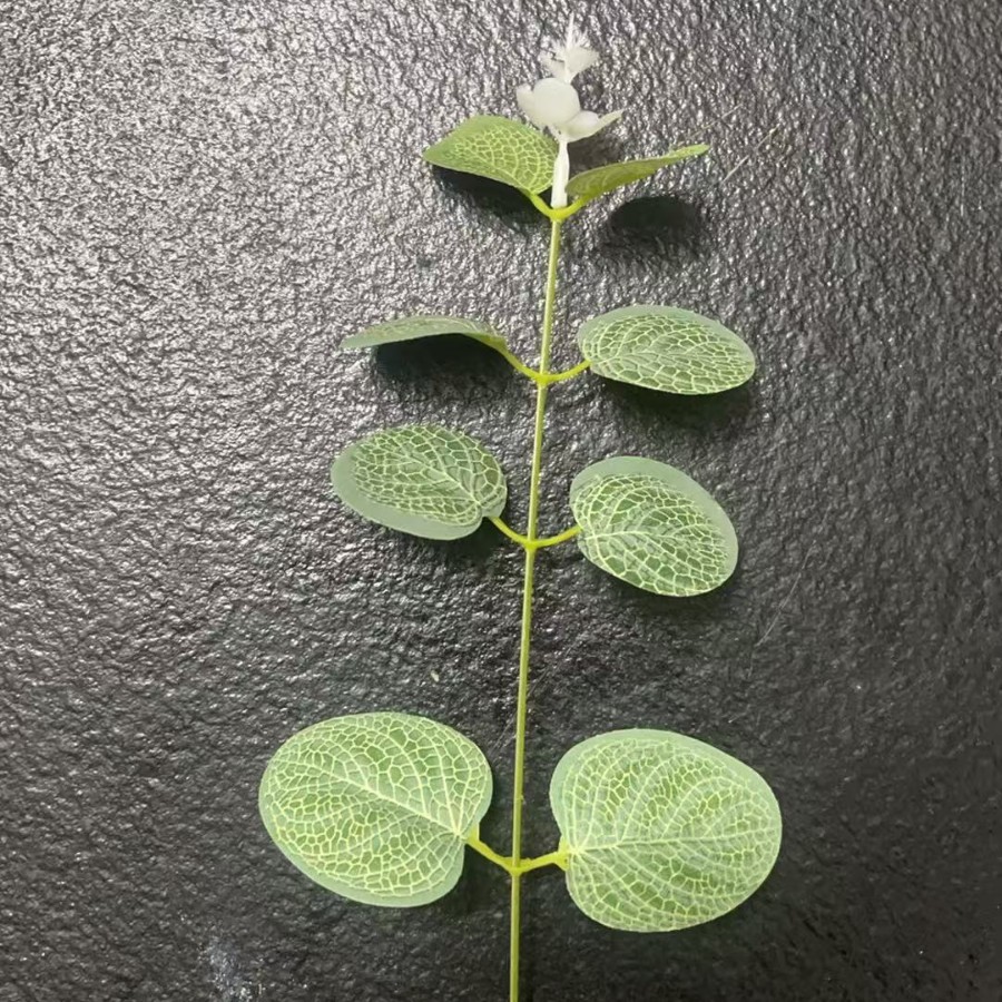 White top money leaf 31cm