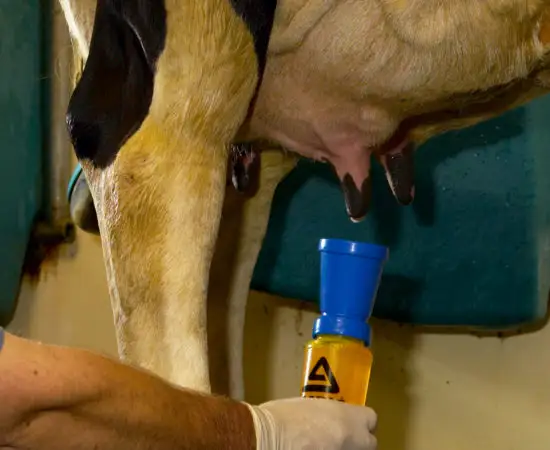 Équipement d'élevage traite et post-traite trempage non retour fermes tétine en plastique tasse d'immersion pour ferme bétail vache utilisation