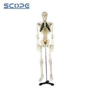 SC-A1004解剖学的医療教育モデル85cm人間の骨格モデル神経付き - Product Image 2