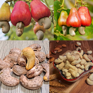 אוטומטי מפריד פגז אגוז אוטומטי קשיו קשיו אגוז גלילה עיבוד גלילה