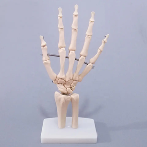 Yapay yaşam boyutu insan el eklem modeli öğretim anatomik el eklem Custom Made PVC el iskelet modeli - Product Image 5