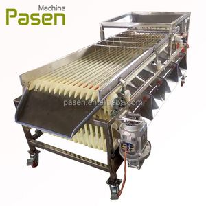 Macchina automatica per la classificazione delle date, linea di smistamento di frutta arancione