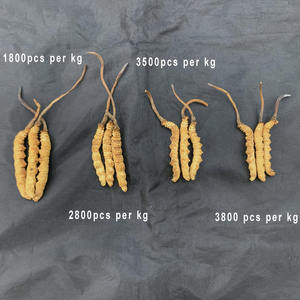 3500 buah semi-wild Cordyceps Sinensis rumput cacing liar setengah ukuran M - Product Image 3
