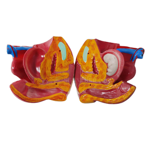 SY-N018 Medical Science Device <strong>Human</strong> Torso Model 85cm Sexless Torso Model Price - Product Image 4