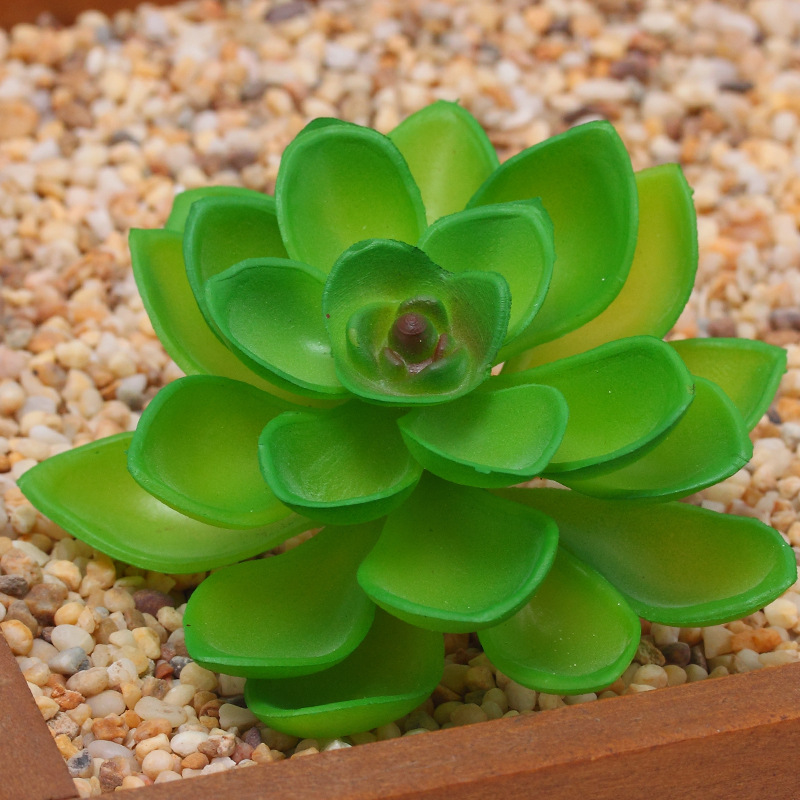 Echeveria verte