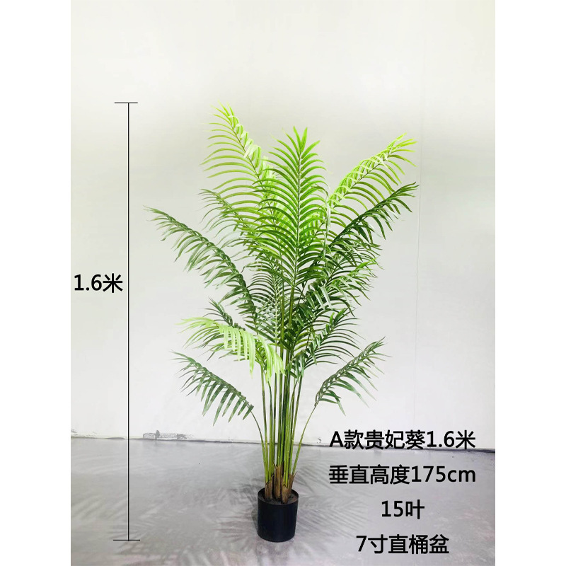 Ibisco rosa-sinensis 160 cm