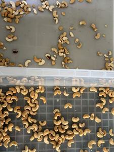 Nuss Farb sortierer Cashew schale und Kernel sortierung Cashew ai Smart Shape Farb sortiermaschine - Product Image 4