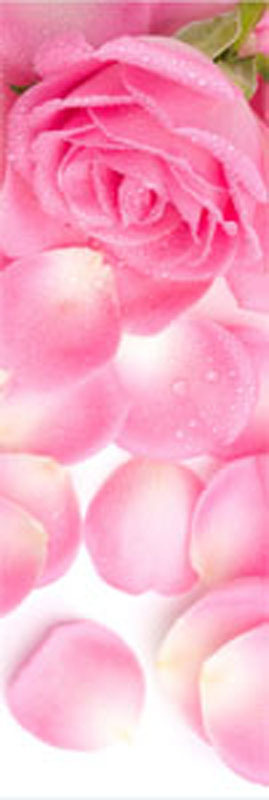 True love rose