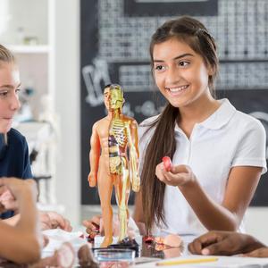Simulation of <strong>Human</strong> Skeleton Model <strong>Human</strong> Body Anatomy Model Educational Teaching Props for Students DIY Educational Toys - Product Image 6