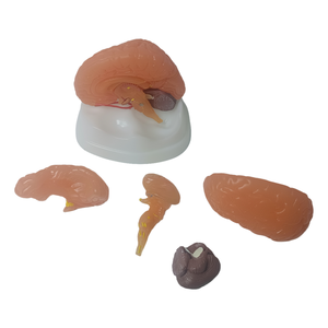 Scienza medica avanzata in PVC staccabile emisfero cerebrale tronco cerebrale cervelletto umano a grandezza naturale anatomia struttura del cervello modello - Product Image 4