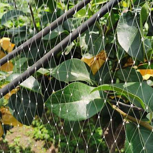 HDPE New Material <strong>Anti</strong>-<strong>bird</strong> <strong>Net</strong>, Bee Free <strong>Net</strong> - Product Image 3