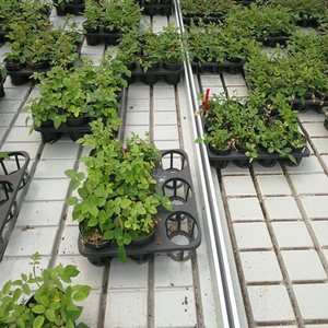 Tarım <span class=keywords><strong>4X8</strong></span> Soilless kültür tohumlama Hydroponic Ebb ve akış haddeleme tezgah satılık masa büyümek