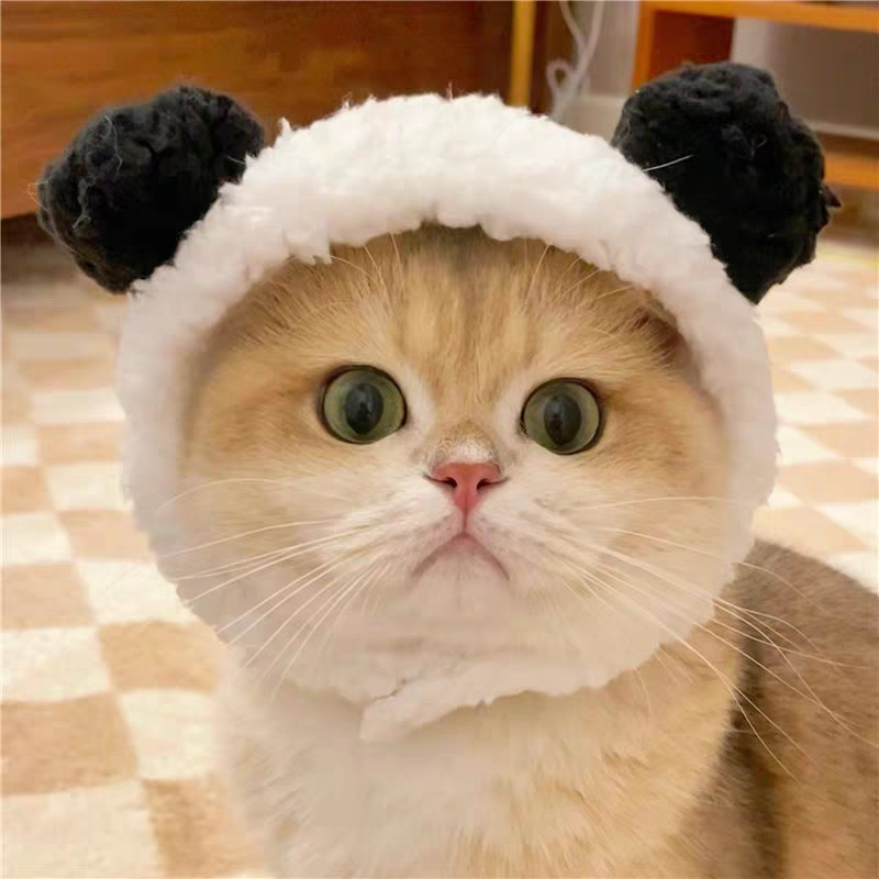 Panda roux