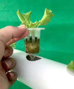 Hydroponics PP Filed Planting Baskets <strong>Net</strong> <strong>Pot</strong> Basket <strong>Net</strong> Cup 2&quot; 3&quot; 4&quot; <strong>5</strong>&quot; for Hydroponic PVC System - Product Image 3