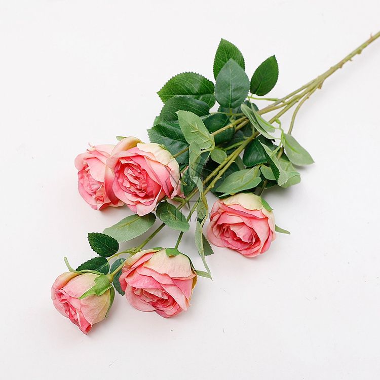 กุหลาบต้นแมดเด