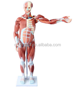 人間の男性の筋肉モデルトレーニングモデル80CM人間の筋肉モデル27部品医学科学 - Product Image 2