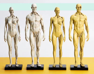 <strong>Art</strong> Human Musculoskeletal Anatomical Structure Model Painting <strong>Art</strong> Sculpture Teaching Reference Model 30cm Muscle Human Model - Product Image 4