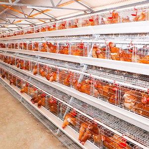 Prix de gros d'usine 3/4 niveaux 4/5 portes <span class=keywords><strong>Cage</strong></span> à poulet un type de cages à batterie pour poules pondeuses pour l'élevage de volailles - Product Image 1