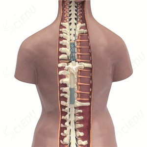 Advanced PVC Biology Dual - Sex Open <strong>Back</strong> Exposes Muscular Layers <strong>Human</strong> Male and Female Torso Model - Product Image 4