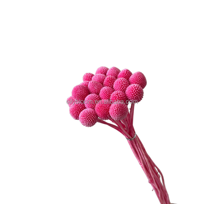 Rosa confetto