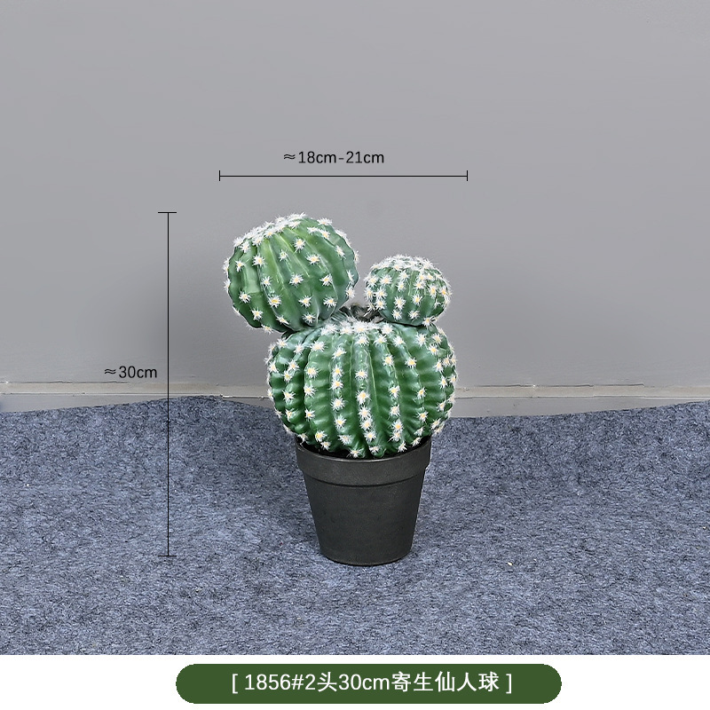 1856 #30cm dos Bola de cactus parasitario