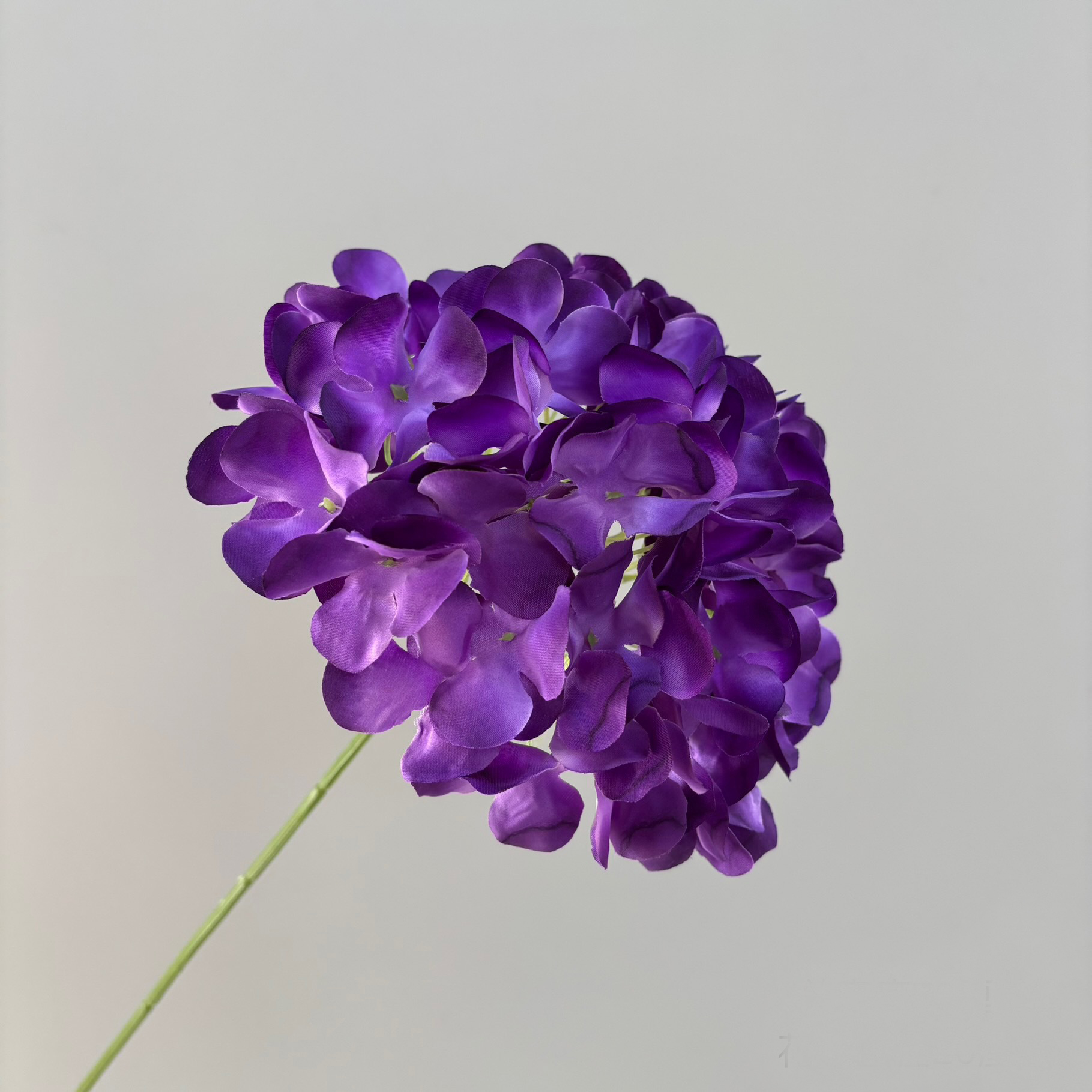 Pourpre