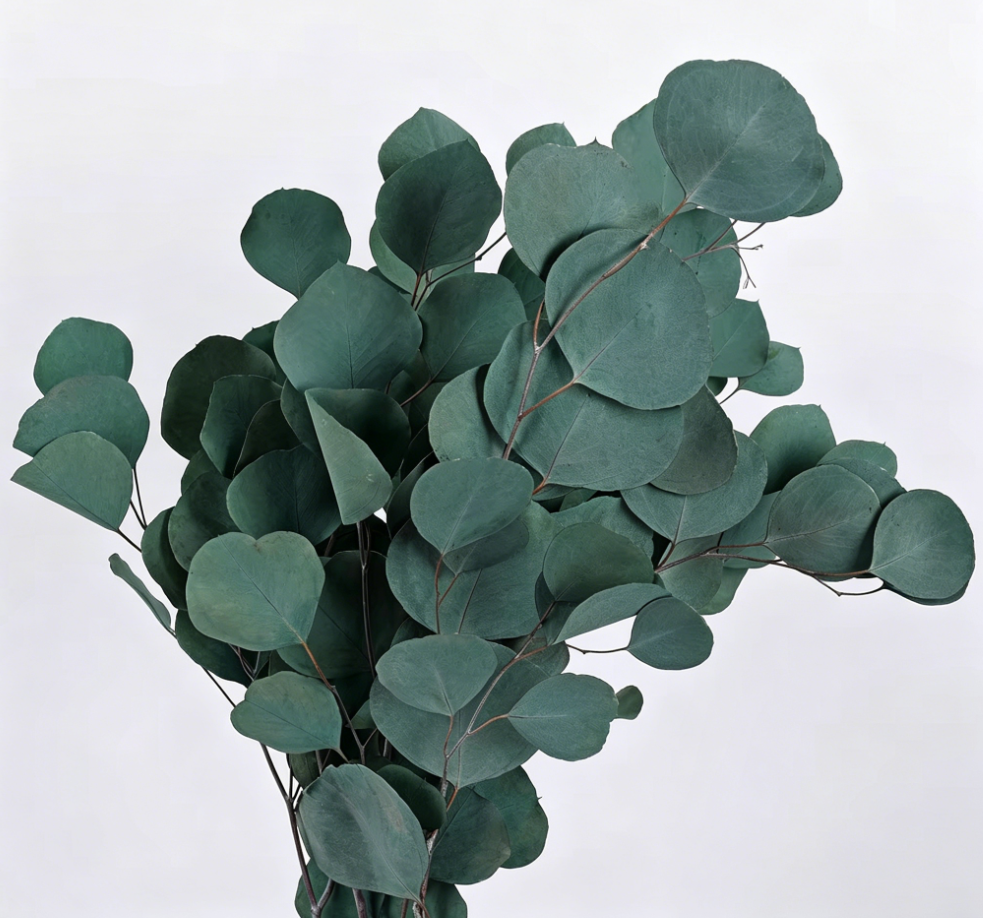Colore di assorbimento verde 50-55 cm