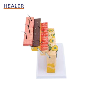 3D <strong>Human</strong> Skin Anatomical Model 70x Magnified PVC and Plastic Skin Structure Model for Medical Science and Skeleton Study - Product Image 2