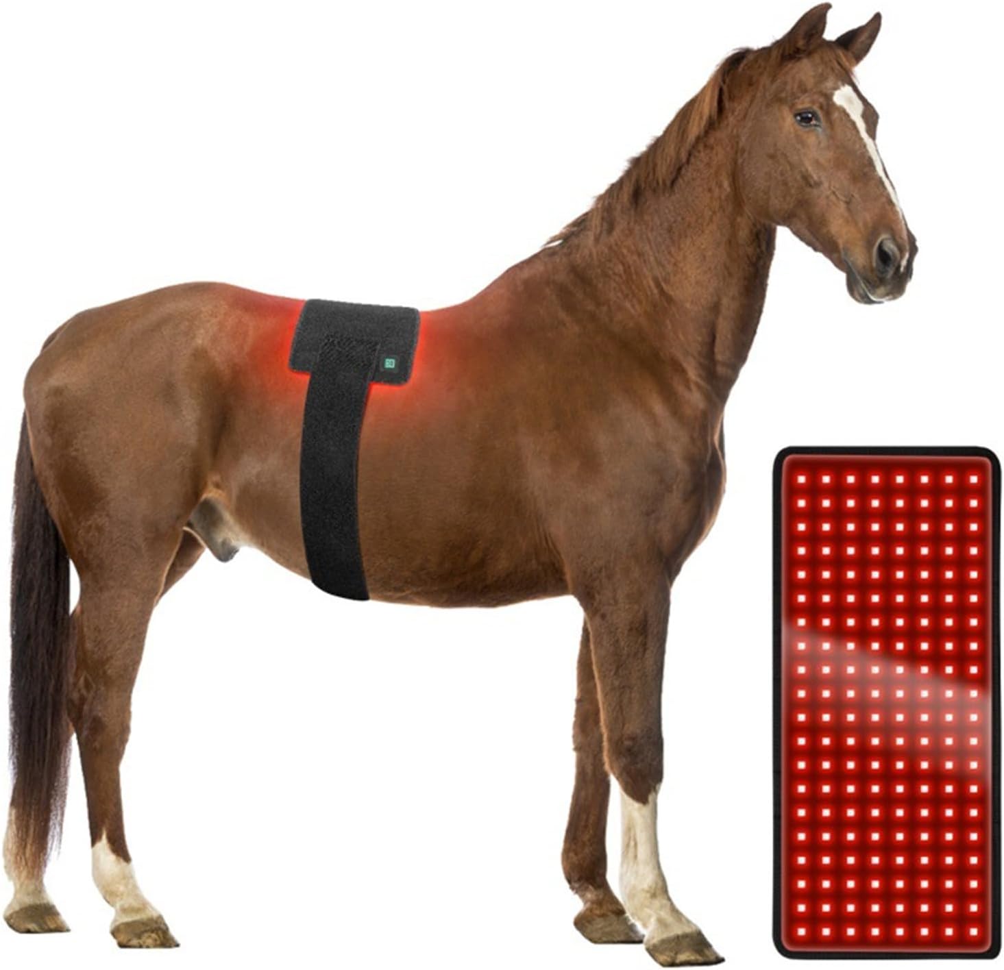 AQSHE cavallo vita