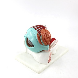 PVC insan göz yörünge modeli biyoloji eğitim modeli - Product Image 6