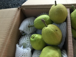 Sweet Green <strong>Fragrant</strong> <strong>Pear</strong> Fresh <strong>Pear</strong> in Korla - Product Image 6