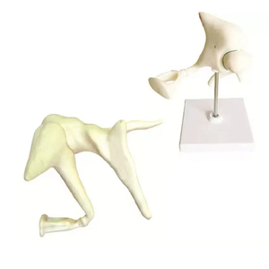 Öğretim kaynakları kulak genişlemiş anatomi tıbbi model İnsan anatomik gösteri modeli - Product Image 5
