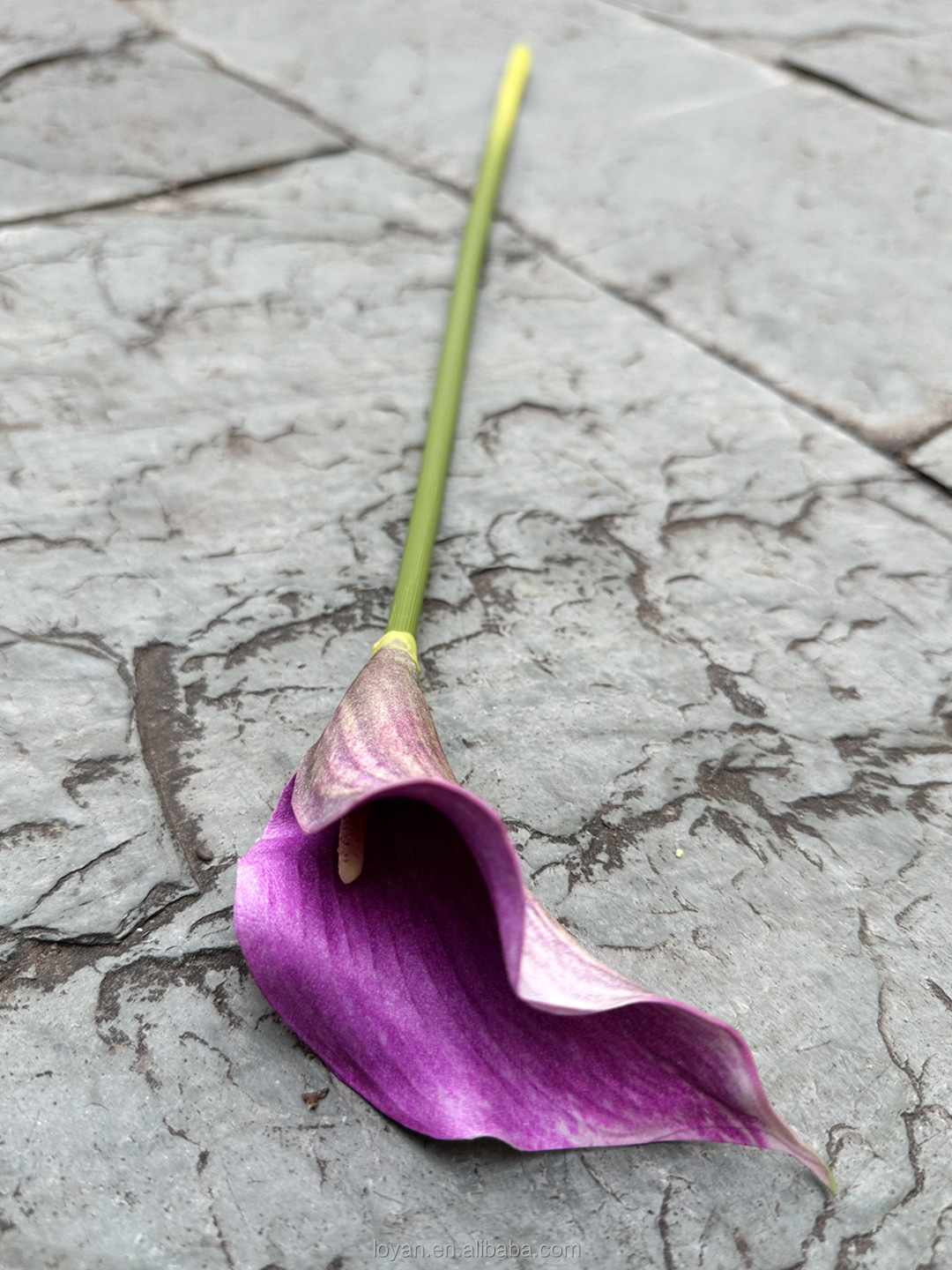#5 Purple