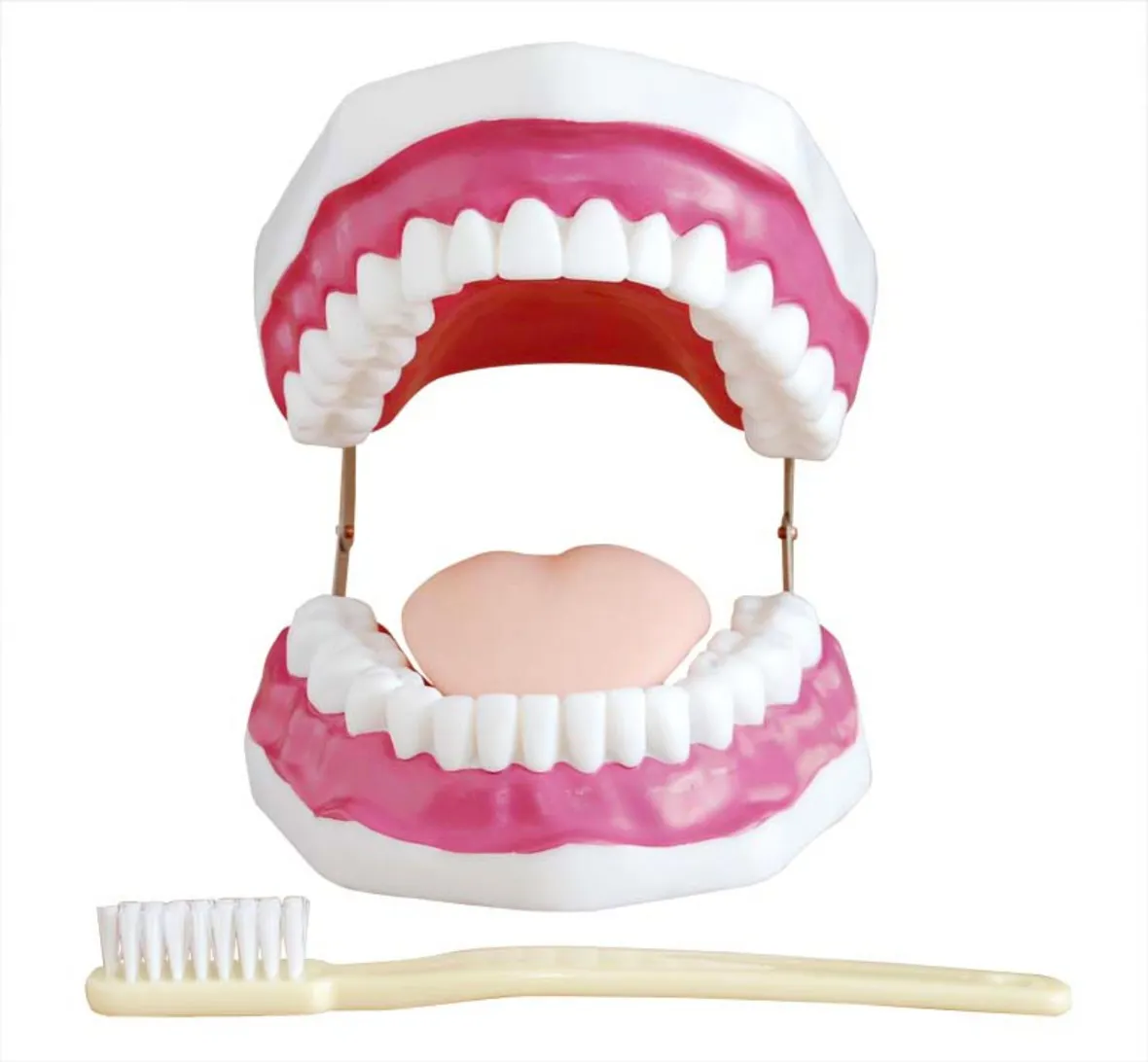 Estudio anatómico médico, enseñanza, protección bucal para adultos, Entrenamiento de Cuidado Dental, reparación de dientes de PVC, modelo de 28 dientes con cepillo de dientes