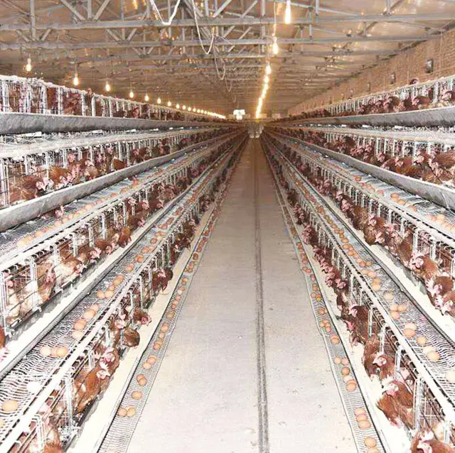 Jaula comercial para granja de aves de corral, jaula tipo A para huevos, oferta