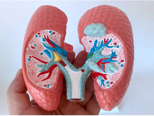 Comparison Lung Model Between Human Smoking and Drug Lung Model for Teaching Use <strong>Explanation</strong> in Hospital - Product Image 2
