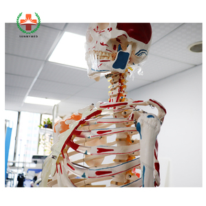 SY-N021 Trường Y Tế Tiên Tiến Cơ Thể Con Người Skeleton Mô Hình Với Mạch Máu - Product Image 2