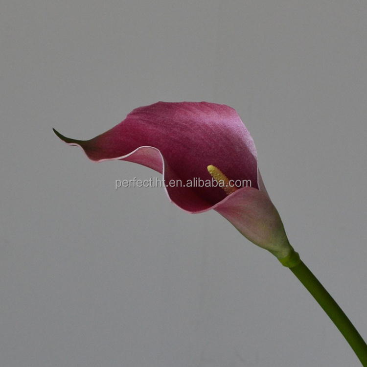Pourpre
