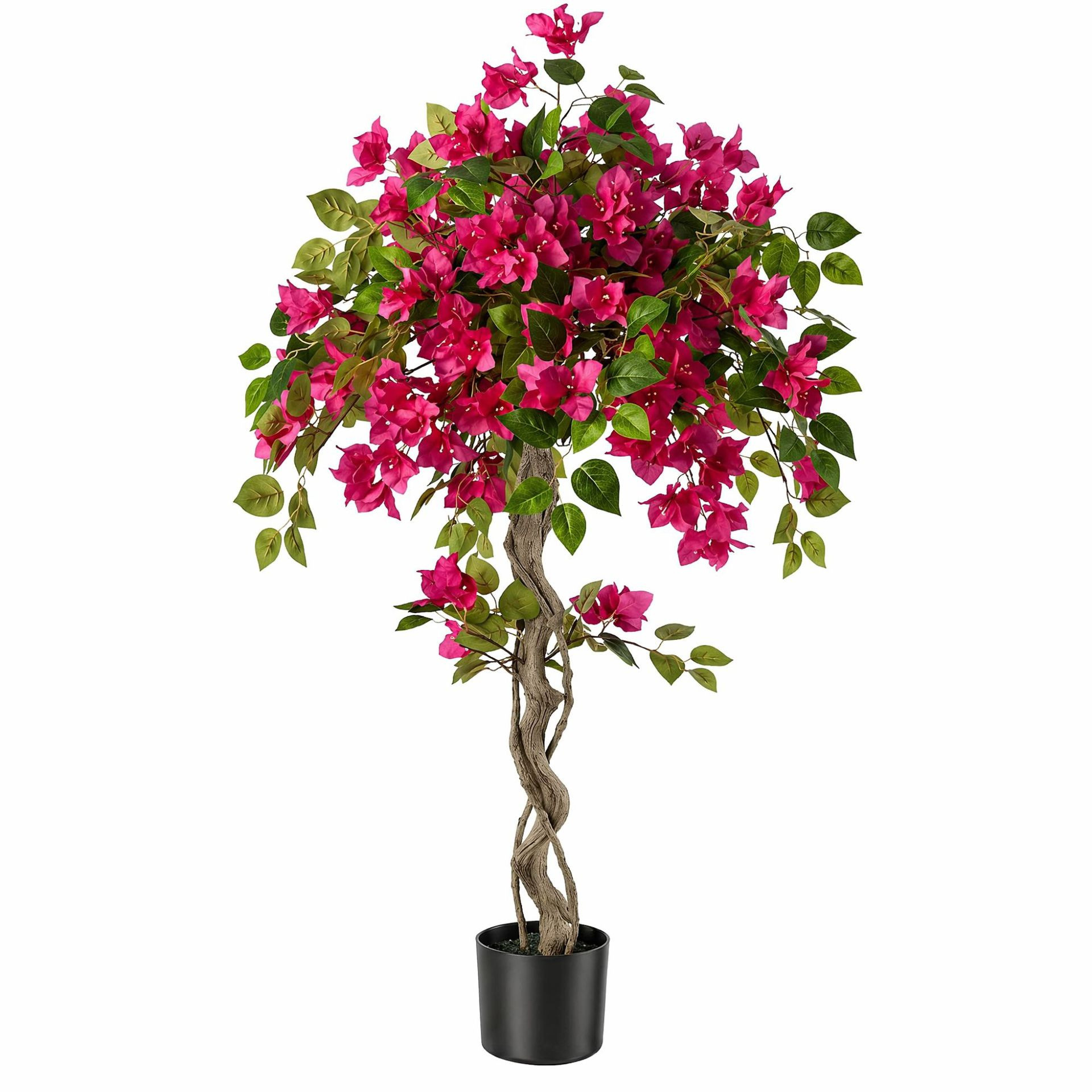 albero di bouganville rosso 3
